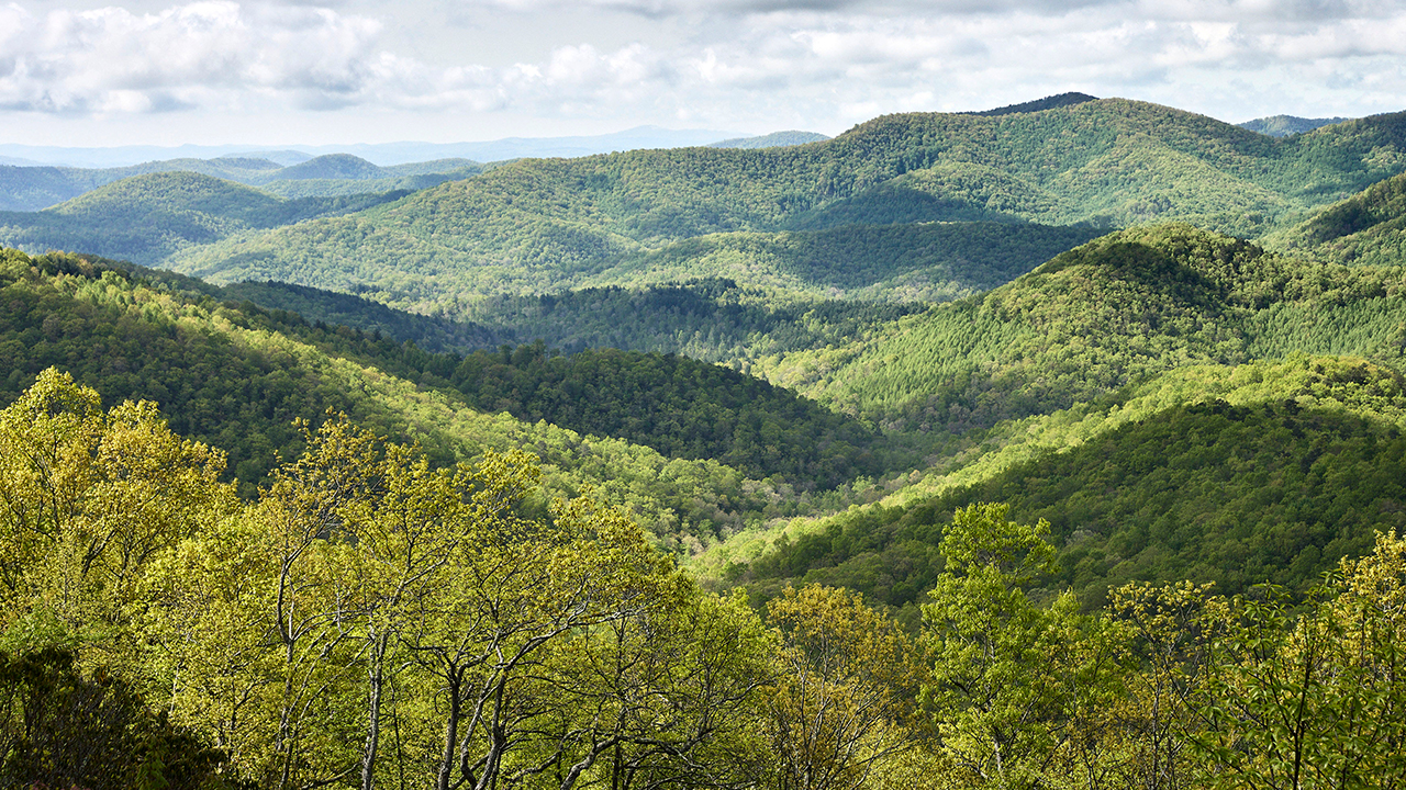 Forested Funture_sliding-banner